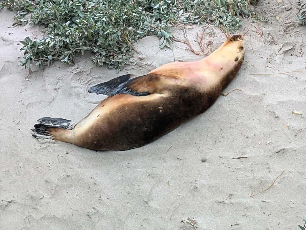 Seeing seals in there natural environment was one highlight of the Kangaroo Island itinerary.