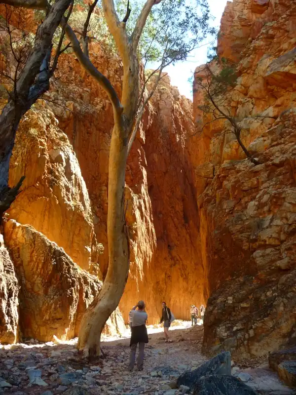 Standley Chasm in the Red Centre with narrow rock walls glowing red and orange in midday sunlight.