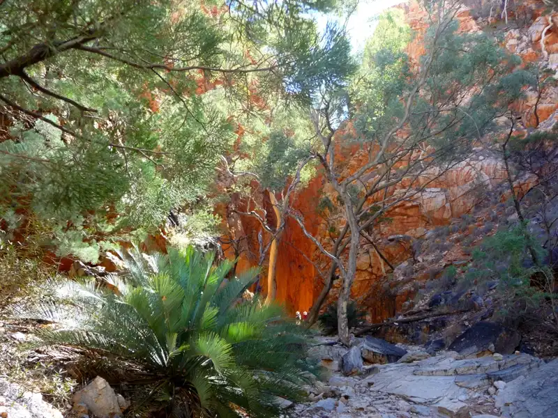 Shaded walking track in the Red Centre lined with gum trees, ferns, cycads, and native vegetation.