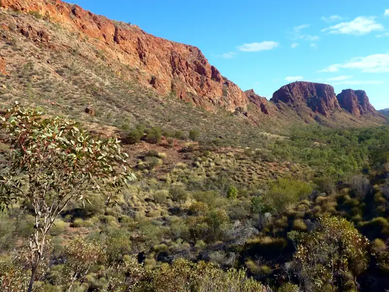 Sandy creek bed lined with River Red Gums and celery trees, featuring a towering Ghost Gum in the Australian outback.