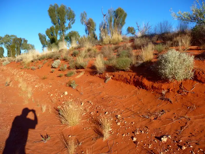 Red sand dune in Australia’s Red Centre with spinifex grass, desert shrubs, and scattered trees under a bright blue sky.
