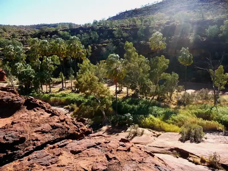 Red Cabbage Palms, Palm Valley, in the Finke Gorge National Park