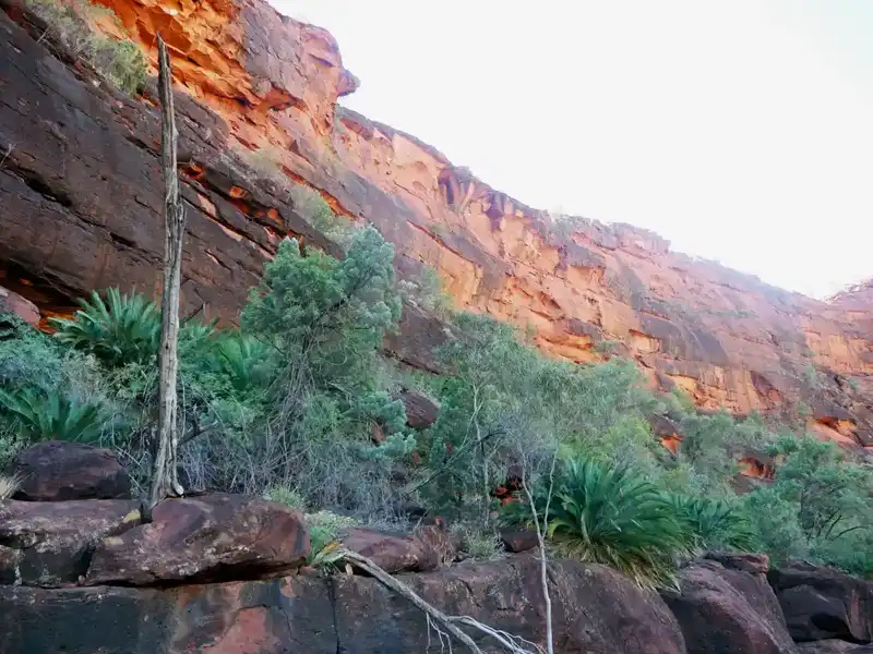 Red sandstone cliff towering above Palm Valley in Australia’s Red Centre