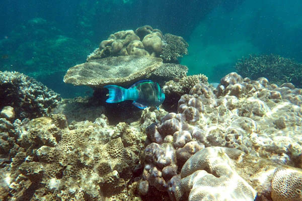 Ningaloo Reef near Exmouth