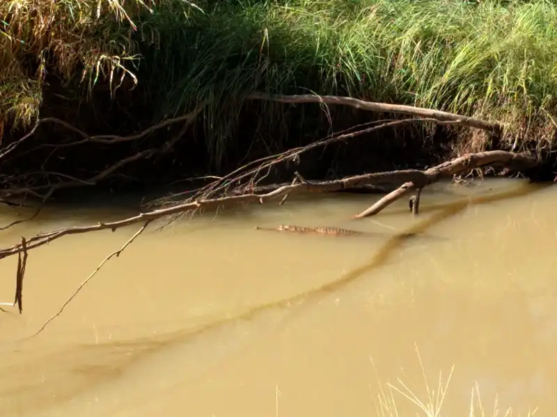 Freshwater crocodile resting on the riverbank downstream from Cockatoo Lagoon in Mirima National Park near Kununurra.