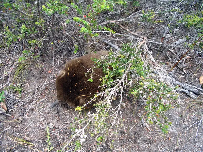 Echidna at our best Hikes in Bruny