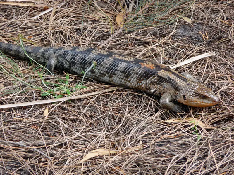 A Blotched Blue-tongued Lizard (Tiliqua nigrolutea) resting on a bed of dry pine needles and grass.