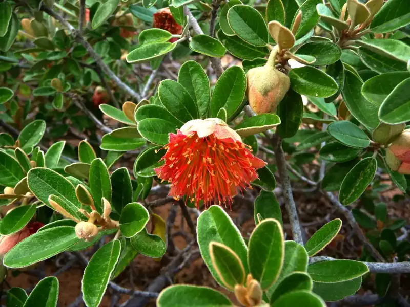A close-up of a shrub with oval green leaves and a vibrant red, spiky flower surrounded by unopened buds. The woody stems and lush background evoke the unique flora seen along the Ningaloo Coast on an Exmouth to Perth road trip.