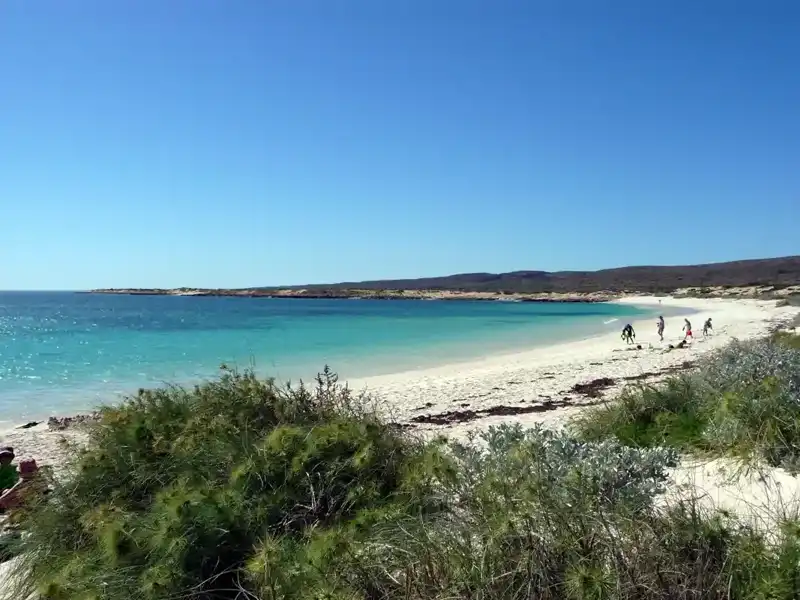 A sandy beach along the Ningaloo Coast features turquoise water under a clear blue sky. A few people stroll the shoreline, with green shrubs in the foreground and distant rocky hills completing this stunning coastal view.