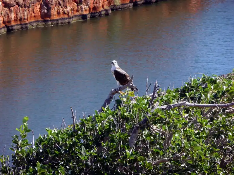 An osprey perches on a branch above green shrubs, with a calm river and reddish-brown rocky cliff behind—evoking the wild beauty of the Ningaloo Coast under bright daylight.