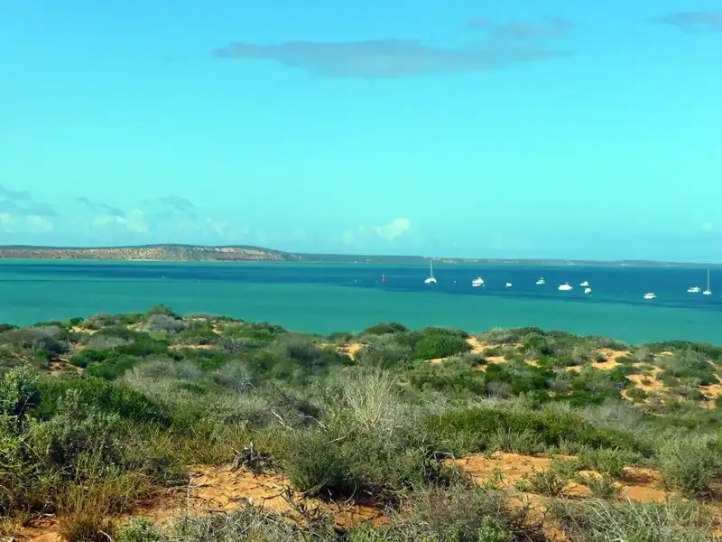A coastal landscape with green shrubs in the foreground, turquoise water, and several white boats anchored offshore under a clear blue sky on the Ningaloo Coast.