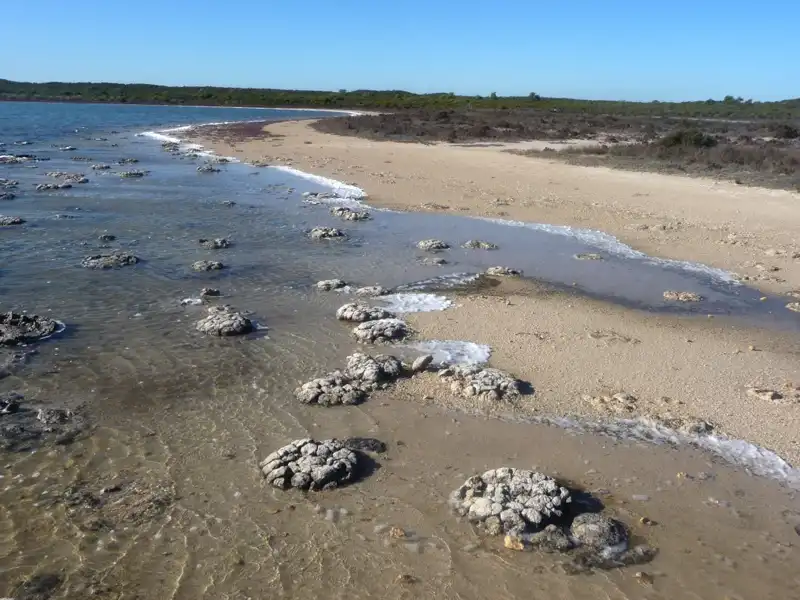 Stromatolites at Lake Thetis near Cervantes, Western Australia, viewed from the boardwalk.