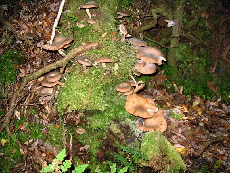 Tarkine Forest and along the Pieman River