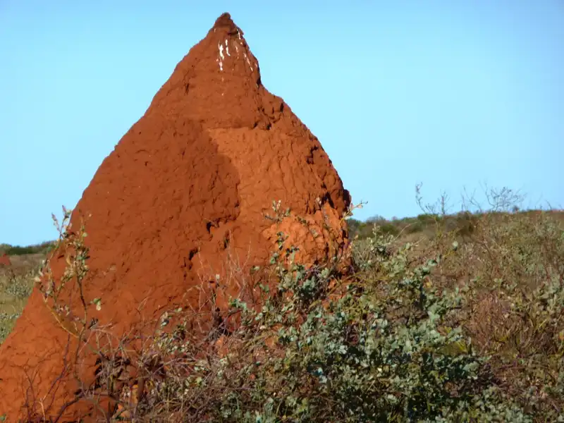 A large, reddish-brown termite mound with a pointed top stands in a dry grassy area, reminiscent of the landscapes seen on an Exmouth to Perth road trip, surrounded by sparse green shrubs under a clear blue sky.