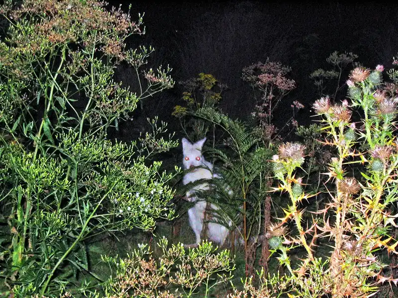 At dusk, albino Bennett’s wallabies grazing near accommodation on Bruny Island, Tasmania, one of around 200 rare white wallabies found on the island.