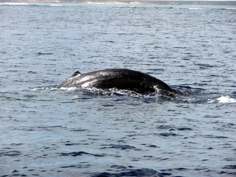 A large whale partially submerged in the calm ocean off the Ningaloo Coast, with only its dark, curved back visible above the water’s surface. The scene captures the serenity often found during an Exmouth to Perth road trip.