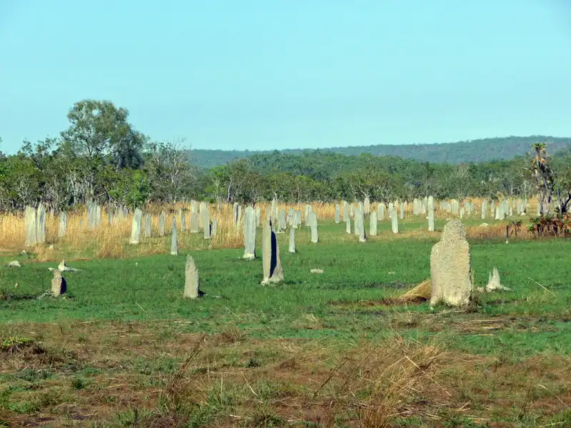 Magnetic Termite Mounds in Litchfield National Park