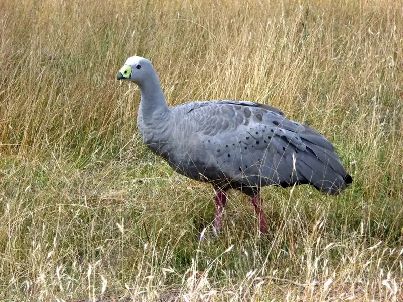 maria Island Cape Barren Goose