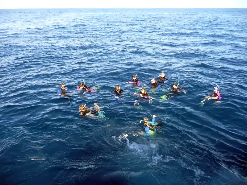 A group of people wearing snorkels and masks float in a circle on the calm, blue ocean under a clear sky, enjoying the stunning waters of Coral Bay along the Ningaloo Coast.
