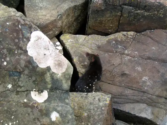 spotted tailed quoll – tiger quoll Cockle Creek Tasmania 1