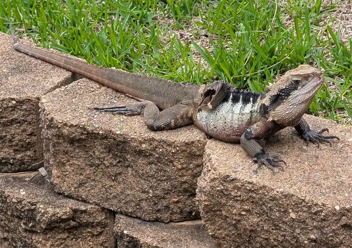 Eastern Water Dragaon 2 1