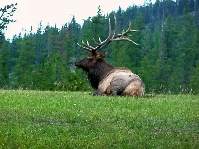 Large elk standing near the entrance of Whistlers Campground in Jasper National Park during the autumn rutting season.