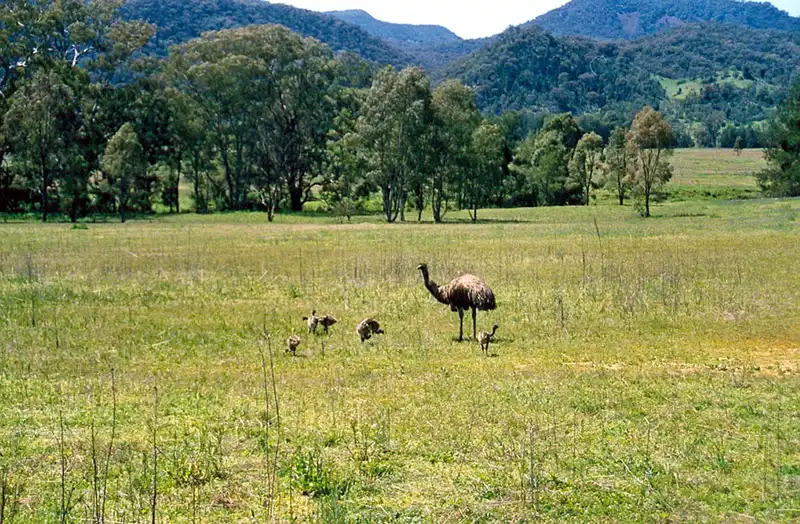 Emu with his chicks in Warrumbungle National Park