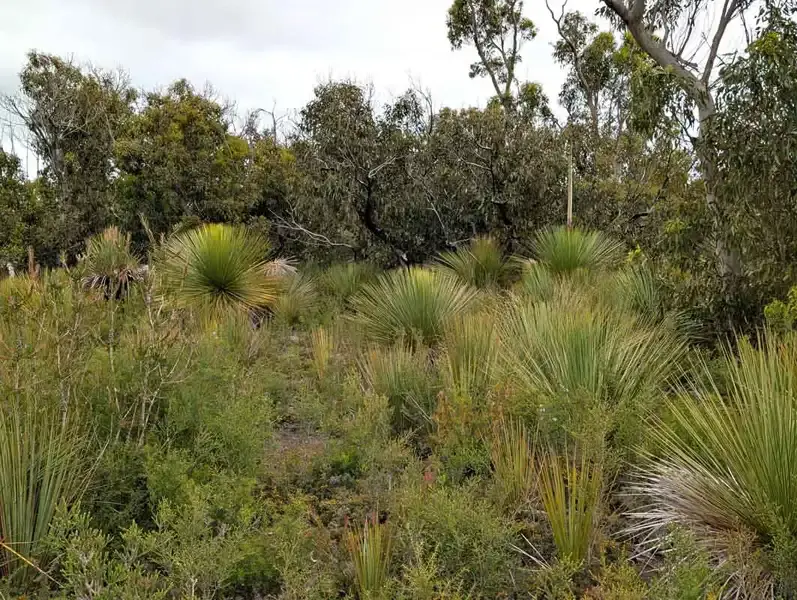 group of Grass trees at platypus trail Flinders Chase National Park