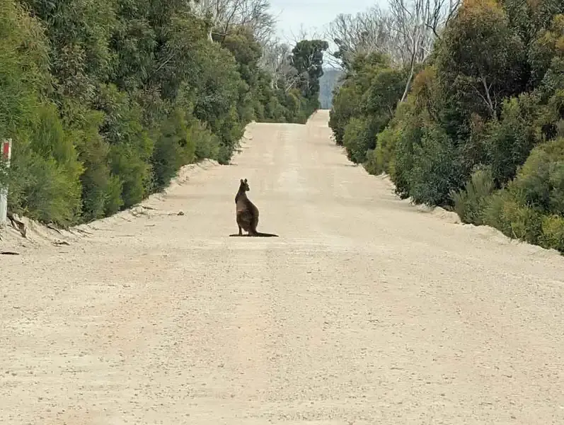 Kangaroo wildlife  on the dirt road to Hanson Bay, kangaroo Island.