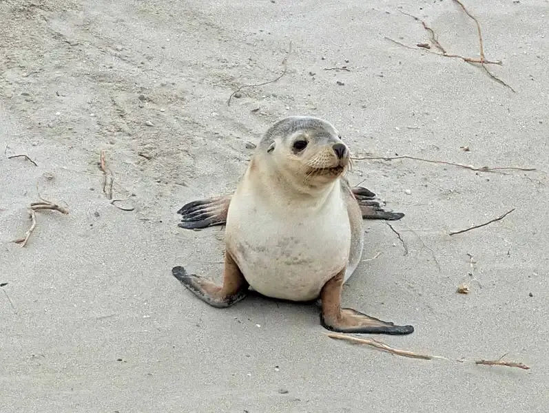 Kangaroo wild life poor sea lion pup seeking her mother