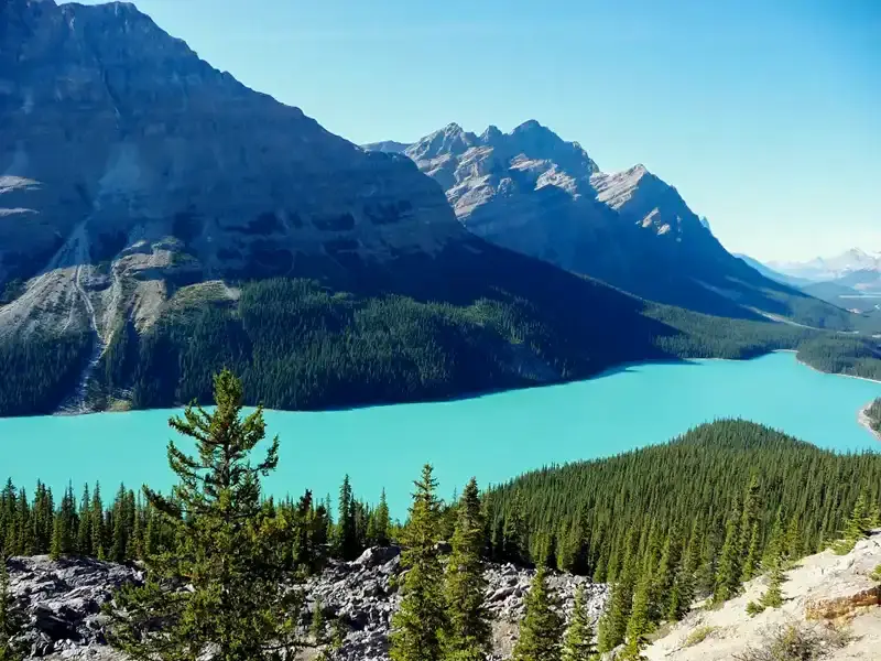 Peyto Lake’s bright turquoise water in Banff National Park, fed by glacial melt along the Icefields Parkway in the Canadian Rockies.