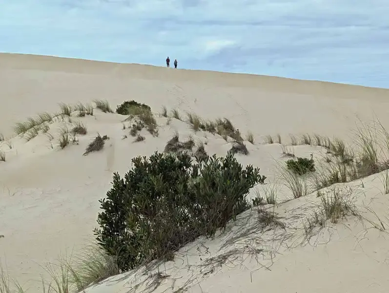 People standing on huge sand dunes at Little Sahara inland , near Vivonne Bay, Kangaroo Island