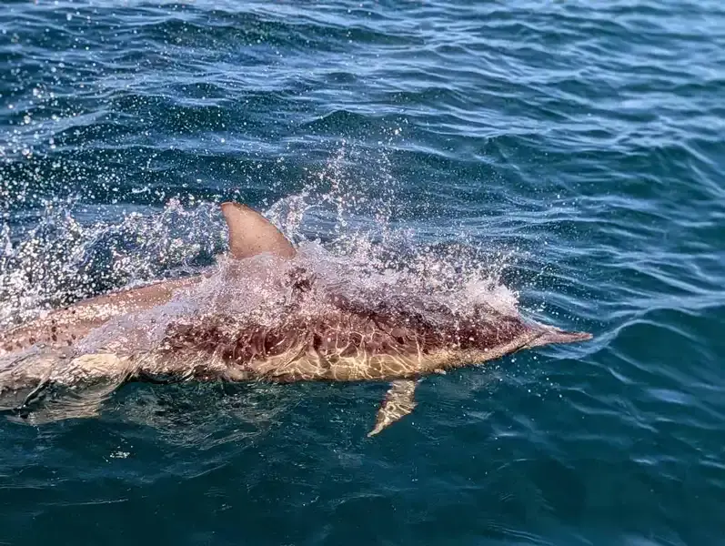 Dolphin swimming close to the boat, Ocean Safari, Penneshaw, Kangaroo Island