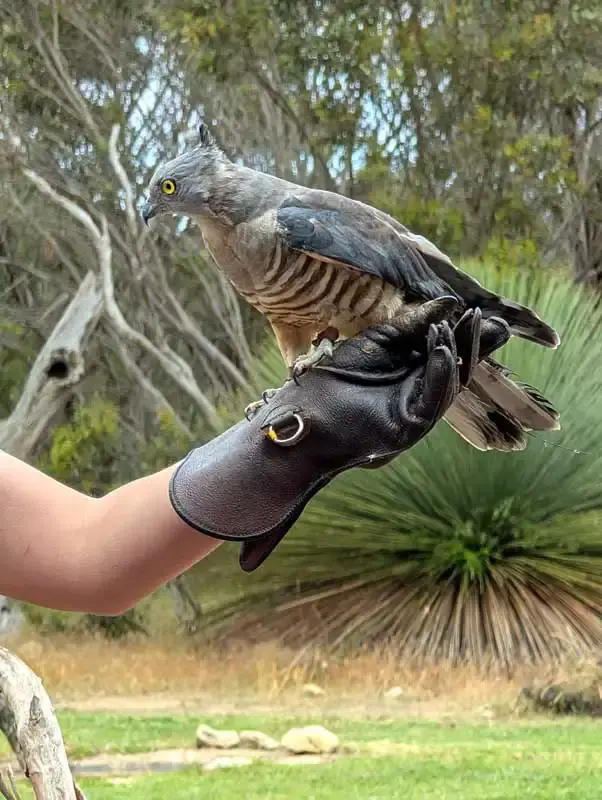 Birds of Prey at Raptor Domain show Kangaroo Island