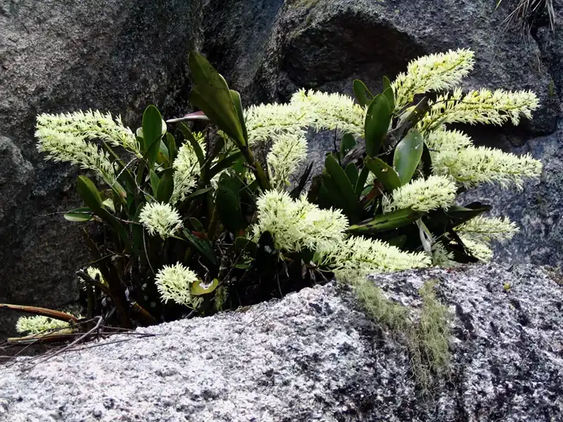 Rock Orchids Bald Rock National Park near Tenterfield, NSW