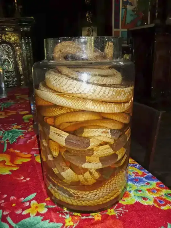 Snake wine recipe: Soak snakes, cobras, and other venomous snakes in rice wine