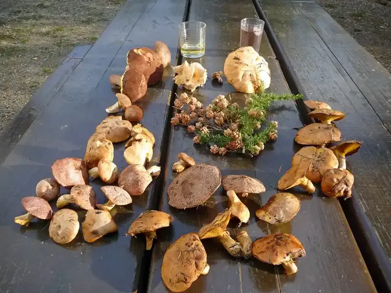 Wild mushrooms collected while foraging in the forests of Wells Gray Provincial Park, British Columbia.