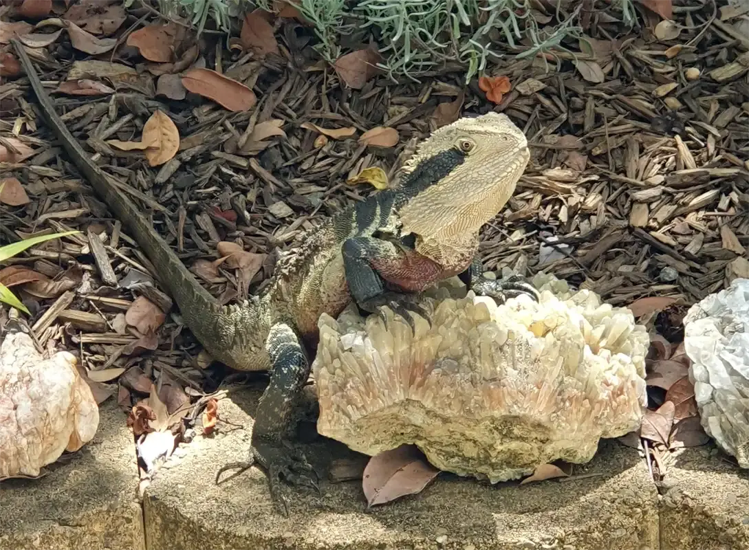 Water Dragan Australia 4 1