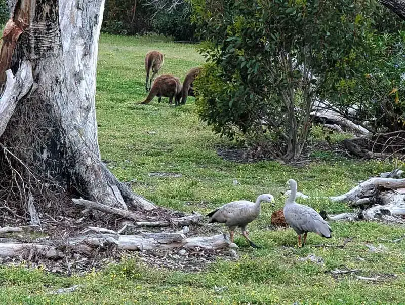 Discovery Park cabin set among open paddocks and natural bushland with Cape Barren geese and Kangaroos.