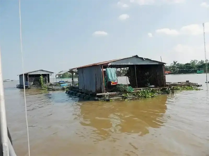 floating fish farms at the Mekong Delta Vietnam, near ho Chi Minh City