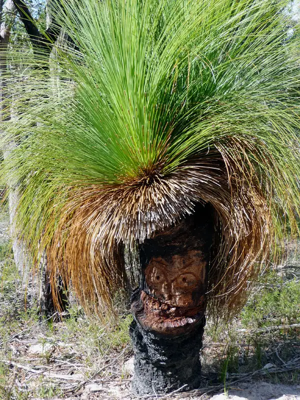 A very interesting Grasstree on the Wineglass Bay and Hazards Beach Circuit