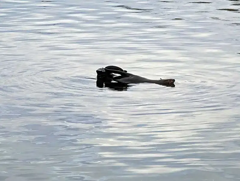 New Zealand fur seal drifted effortlessly in the water Pelican Lagoon American River Kangaroo Island