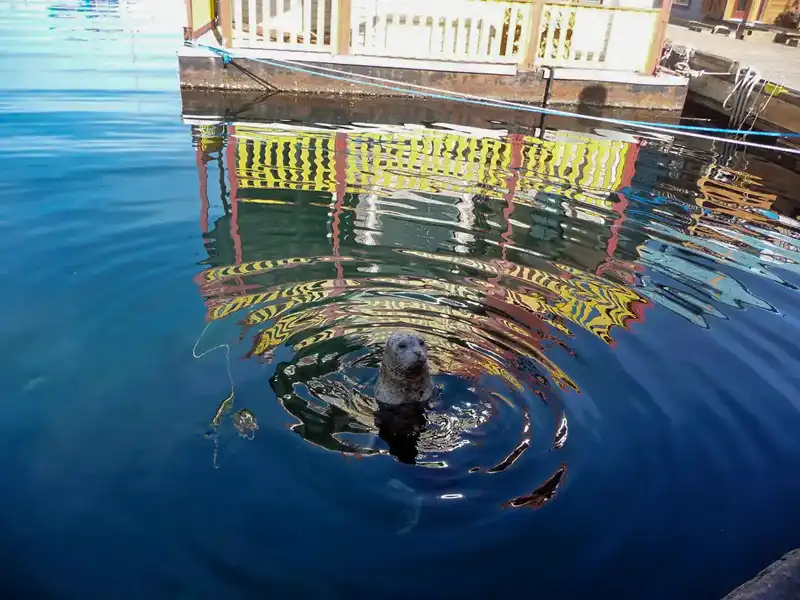 harbour seal Fishermans Wharf in VictoriaBC