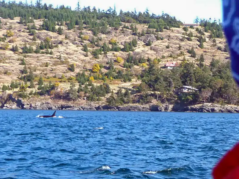 orca watching tour British Columbia Canada