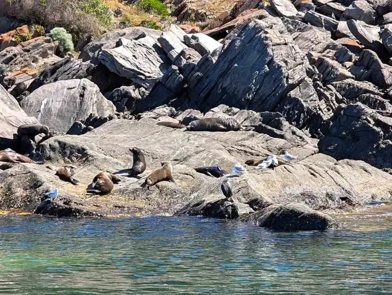 seal colony basking on rocks at Ocean Safari penneshaw