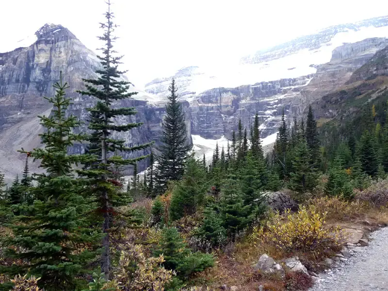 Snowy Glacier framed by trees BC Rockies