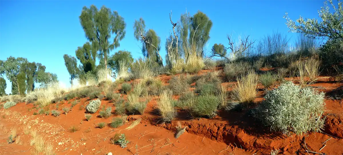 Red sand dunes and resilient desert vegetation in Australia's Red Centre.