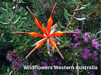 Western Australia Wildflowers