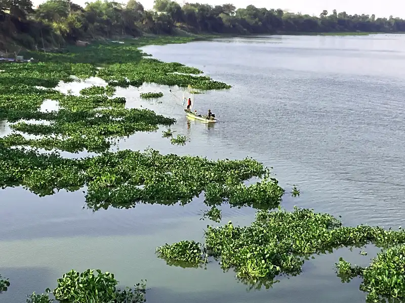 floating green Water Hyacinth at the Mekong River