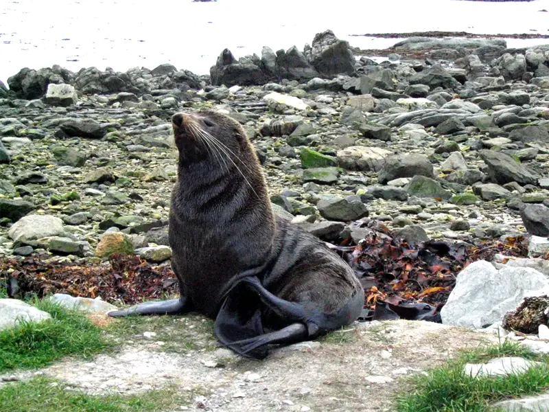 Fur Seal close up Point Kean Kaikoura New Zealand